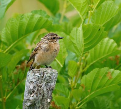 Whinchat