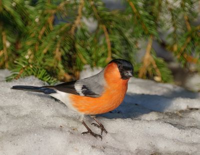 Common Bullfinch