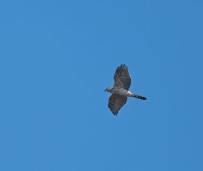 Northern Goshawk