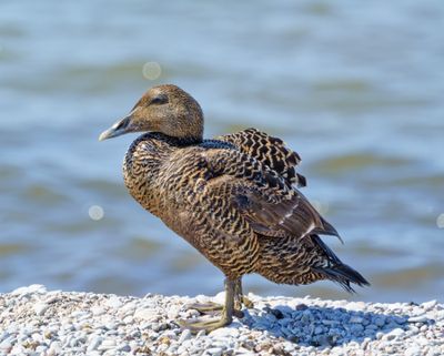 Common Eider