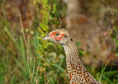 Common Pheasant