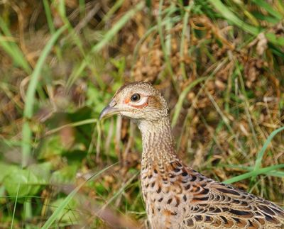 Common Pheasant