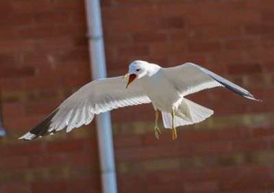 Mew Gull