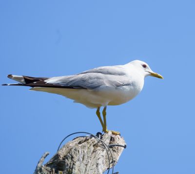 Mew Gull
