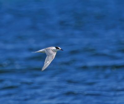Common Tern