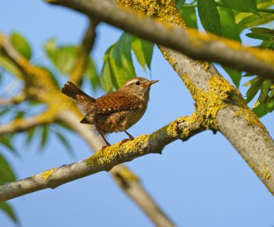 Winter Wren