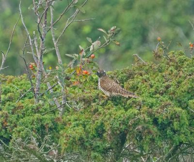 Common Cuckoo