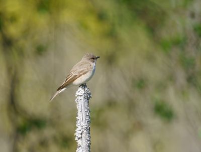 Spotted Flycatcher
