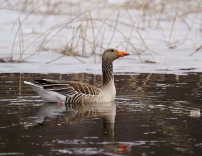 Greylag Goose