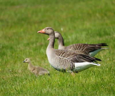 Greylag Goose