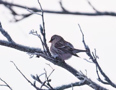 Common Redpoll