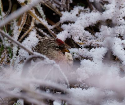 Common Redpoll