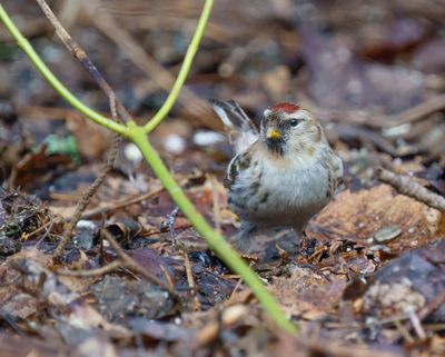 Common Redpoll