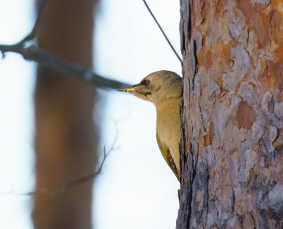 Grey-headed Woodpecker