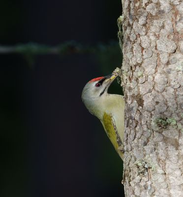Grey-headed Woodpecker