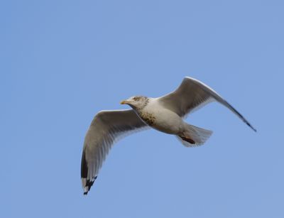 Herring Gull