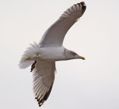 Herring Gull
