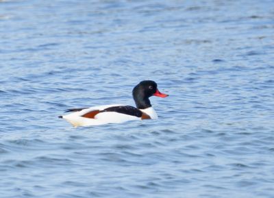 Common Shelduck