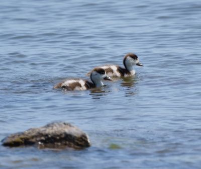 Common Shelduck