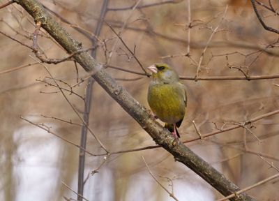 European Greenfinch