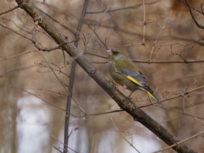 European Greenfinch