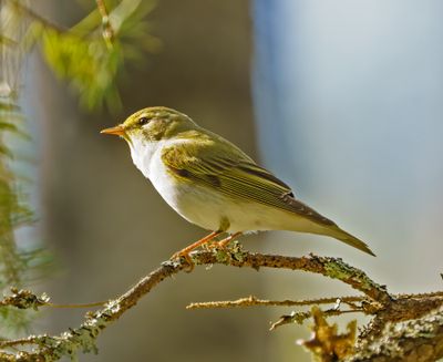 Wood Warbler