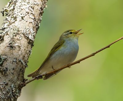 Wood Warbler
