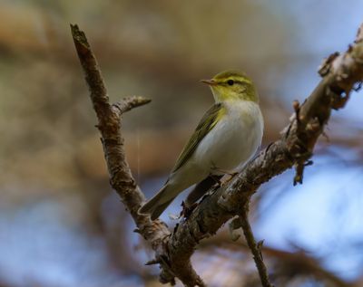 Wood Warbler