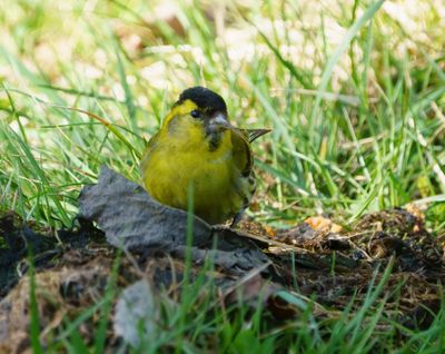 Eurasian Siskin