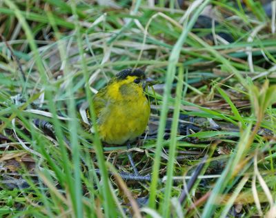 Eurasian Siskin