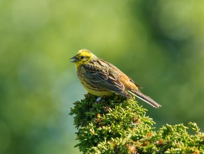 Yellowhammer