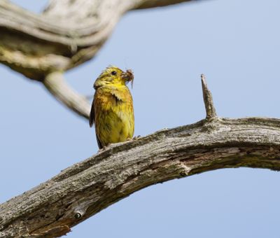 Yellowhammer