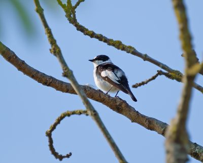 Collared Flycatcher