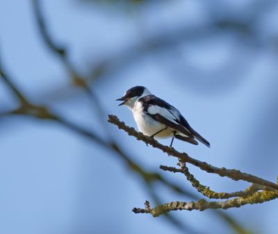 Collared Flycatcher