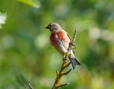 Common Linnet