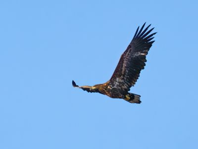 White-tailed Eagle