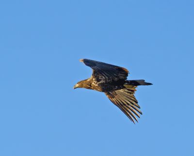 White-tailed Eagle