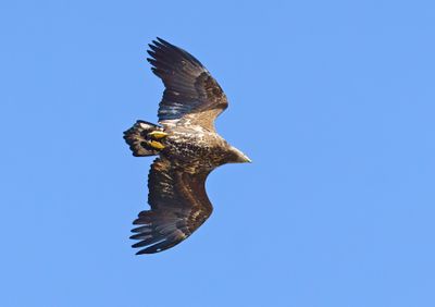 White-tailed Eagle