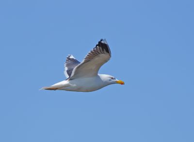 Great Black-backed Gull