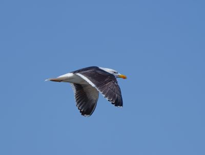 Great Black-backed Gull