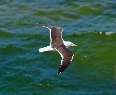 Great Black-backed Gull