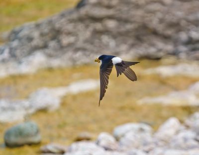 Common House Martin