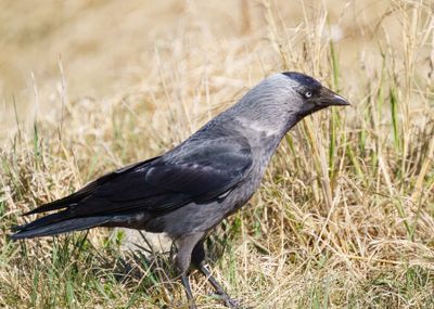 Western Jackdaw