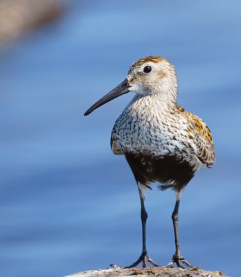 Dunlin