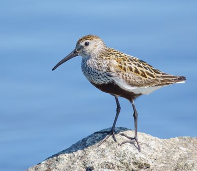 Dunlin