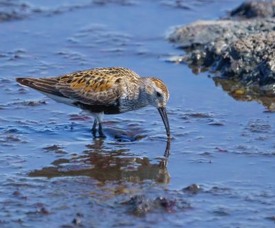 Dunlin