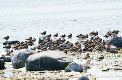 Dunlin