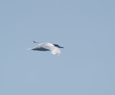 Sandwich Tern