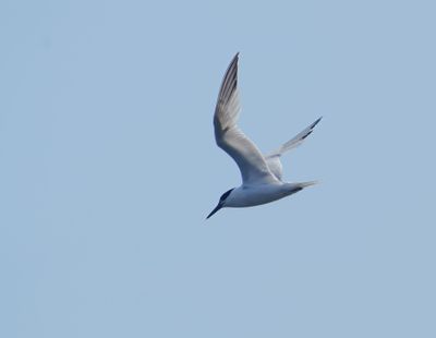 Sandwich Tern