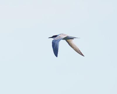 Sandwich Tern